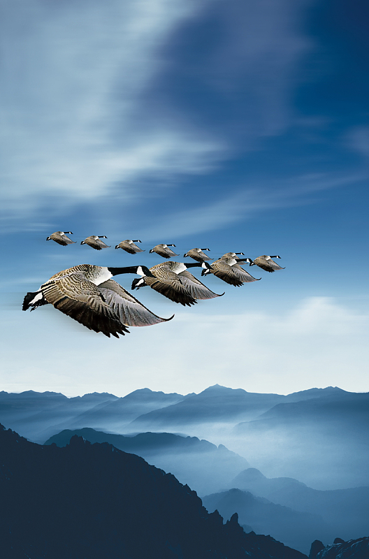 天空中的大雁背景