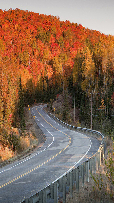 树林前面的道路H5素材背景