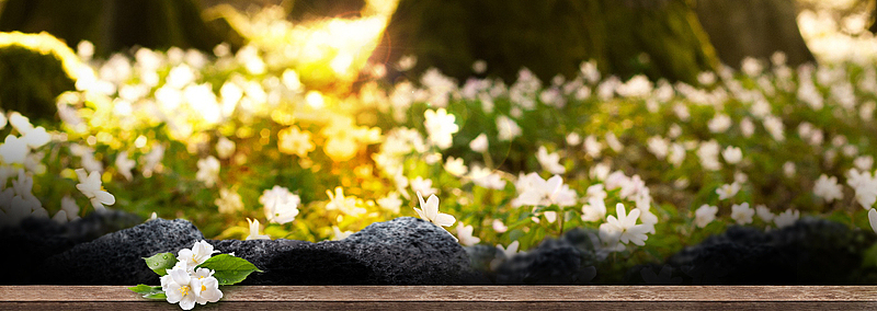 春天植物景色摄影小清新绿banner