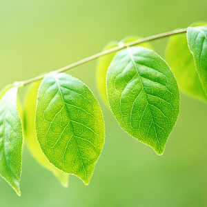 淡雅绿色风景背景素材_淡雅绿色风景背景图片下载_觅元素