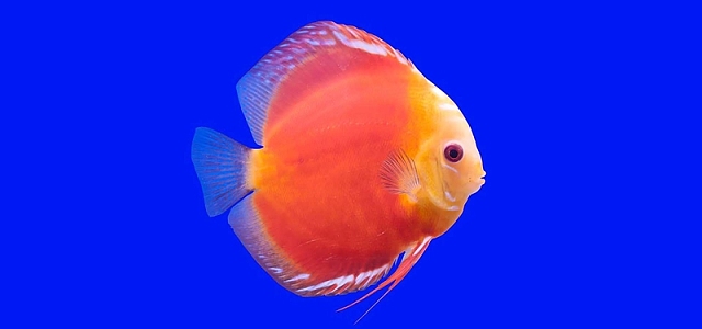 鱼里鱼背景素材_鱼里鱼背景图片下载_觅元素