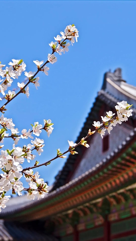 白色梅花背景模糊摄影H5背景