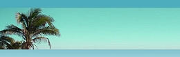 海岛棕榈
