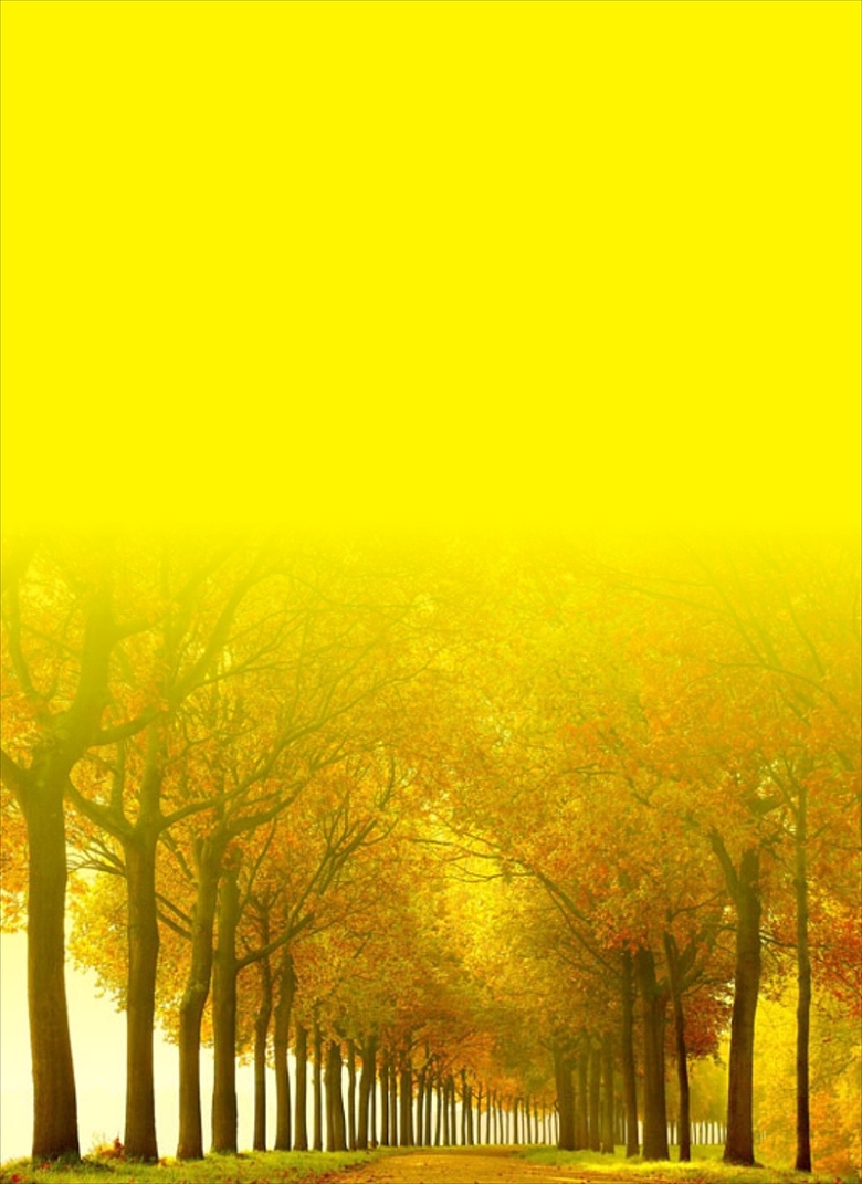 风景黄色树背景