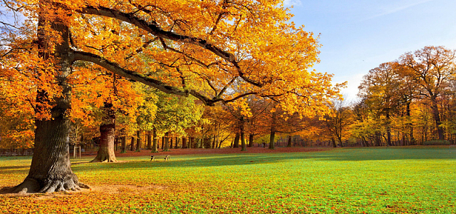 唯美秋季枫树背景