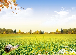 油菜花风景海报背景素材