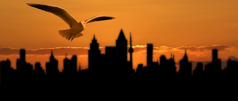城市的海鸥
