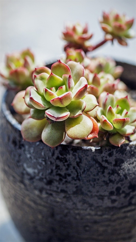 可爱的多肉植物h5背景