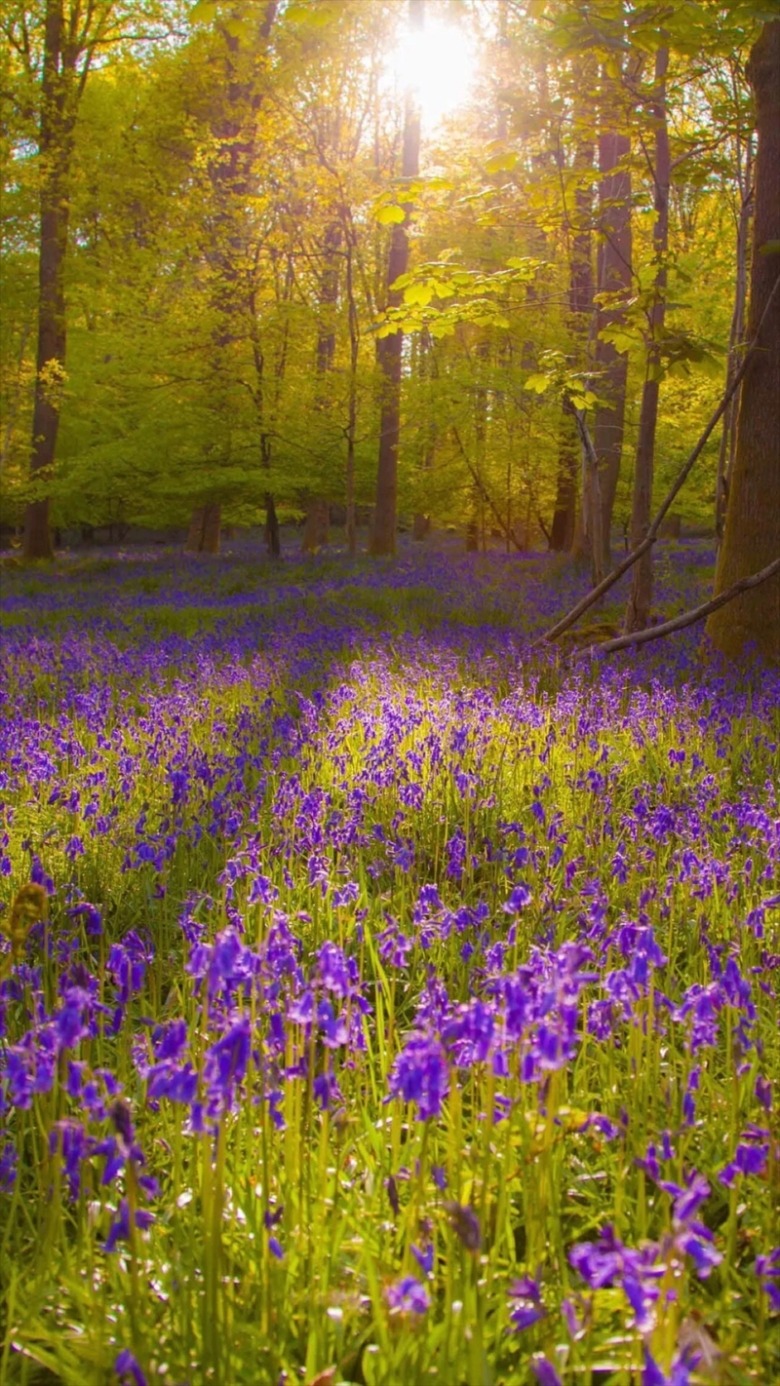 阳光薰衣草森林h5背景