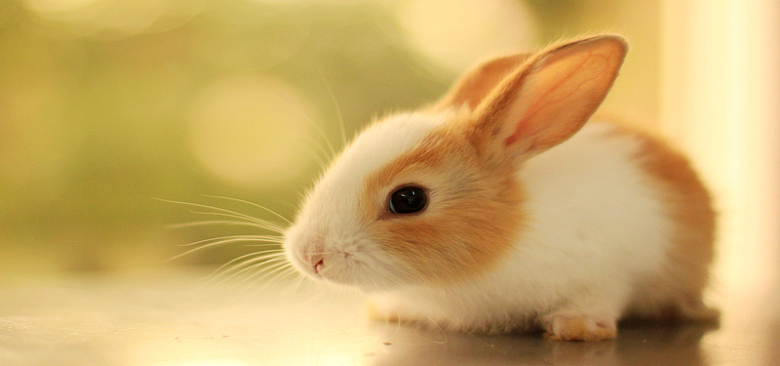 可爱兔子动物摄影