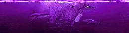 海底世界海豚海报banner背景