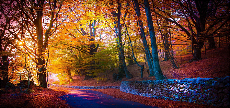 秋天的树林背景图
