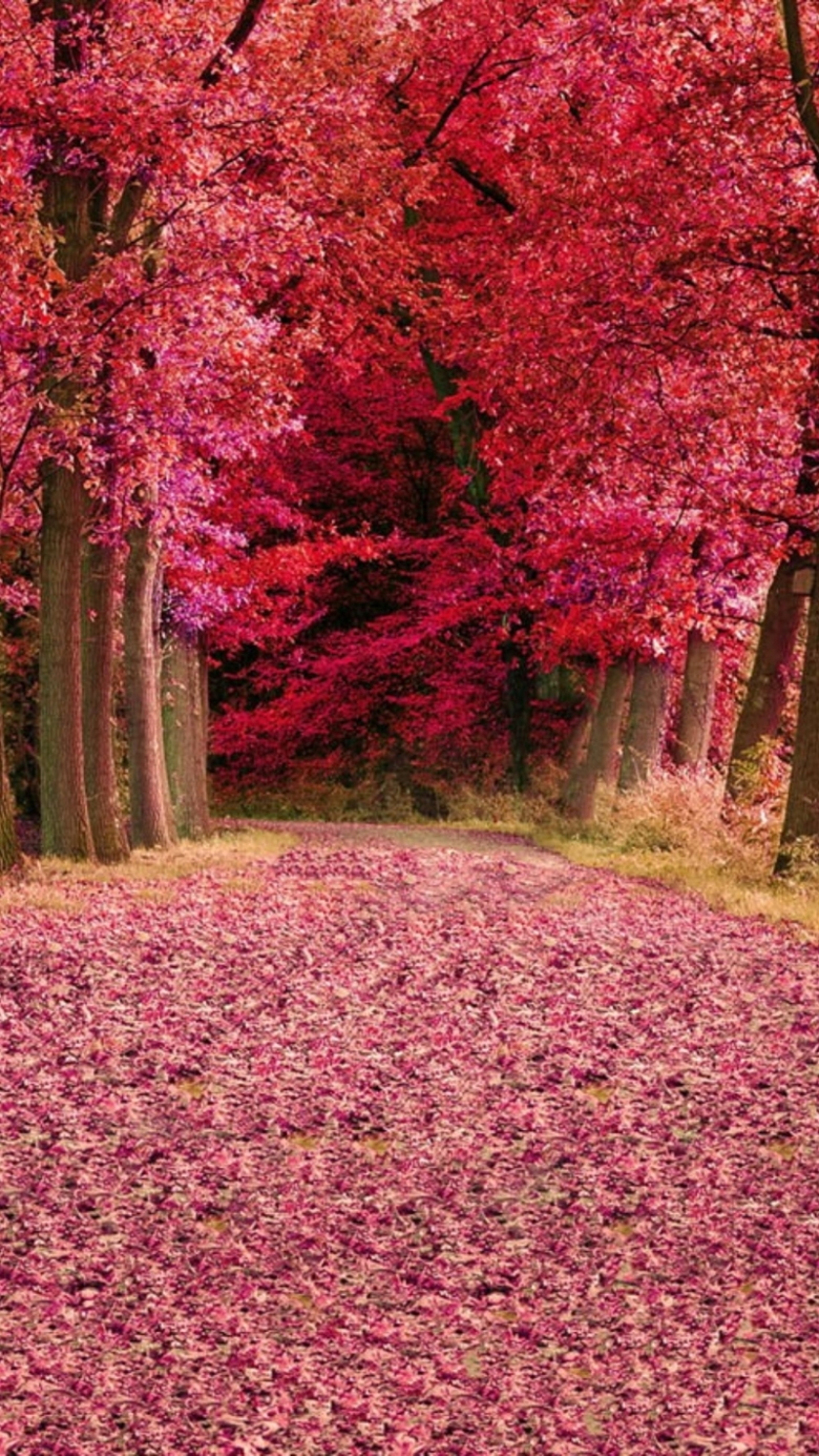 风景红色树落叶h5背景素材