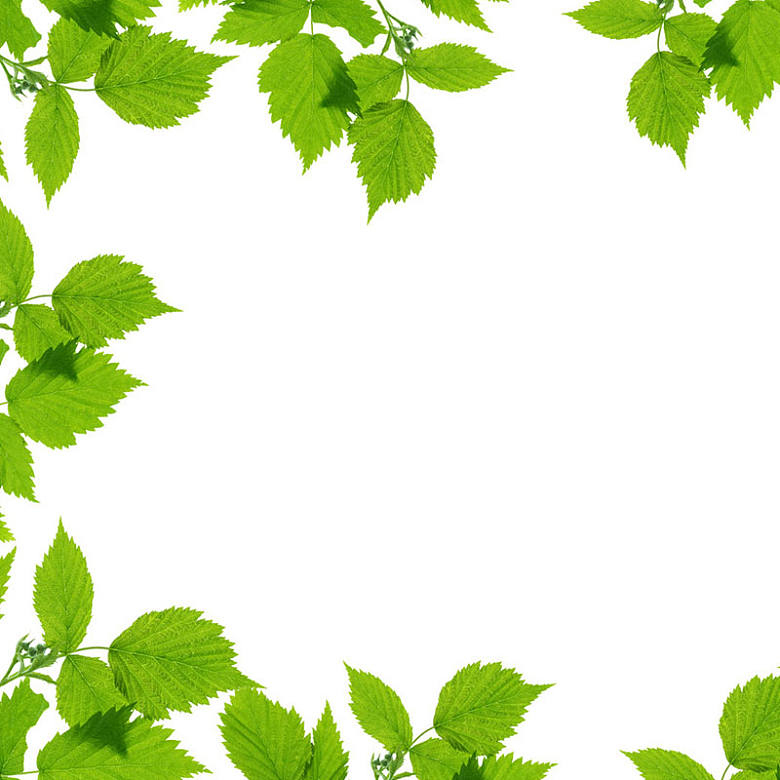 绿色树叶纹路淘宝主图背景元素