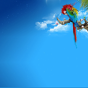 蓝天下彩色鹦鹉