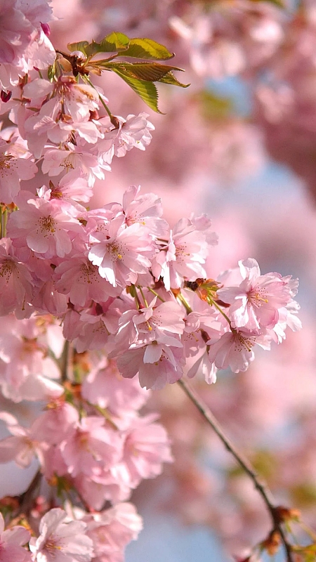 樱花唯美psd分层h5背景psdjpg日本游风情海报h5背景psdjpg粉色浪漫