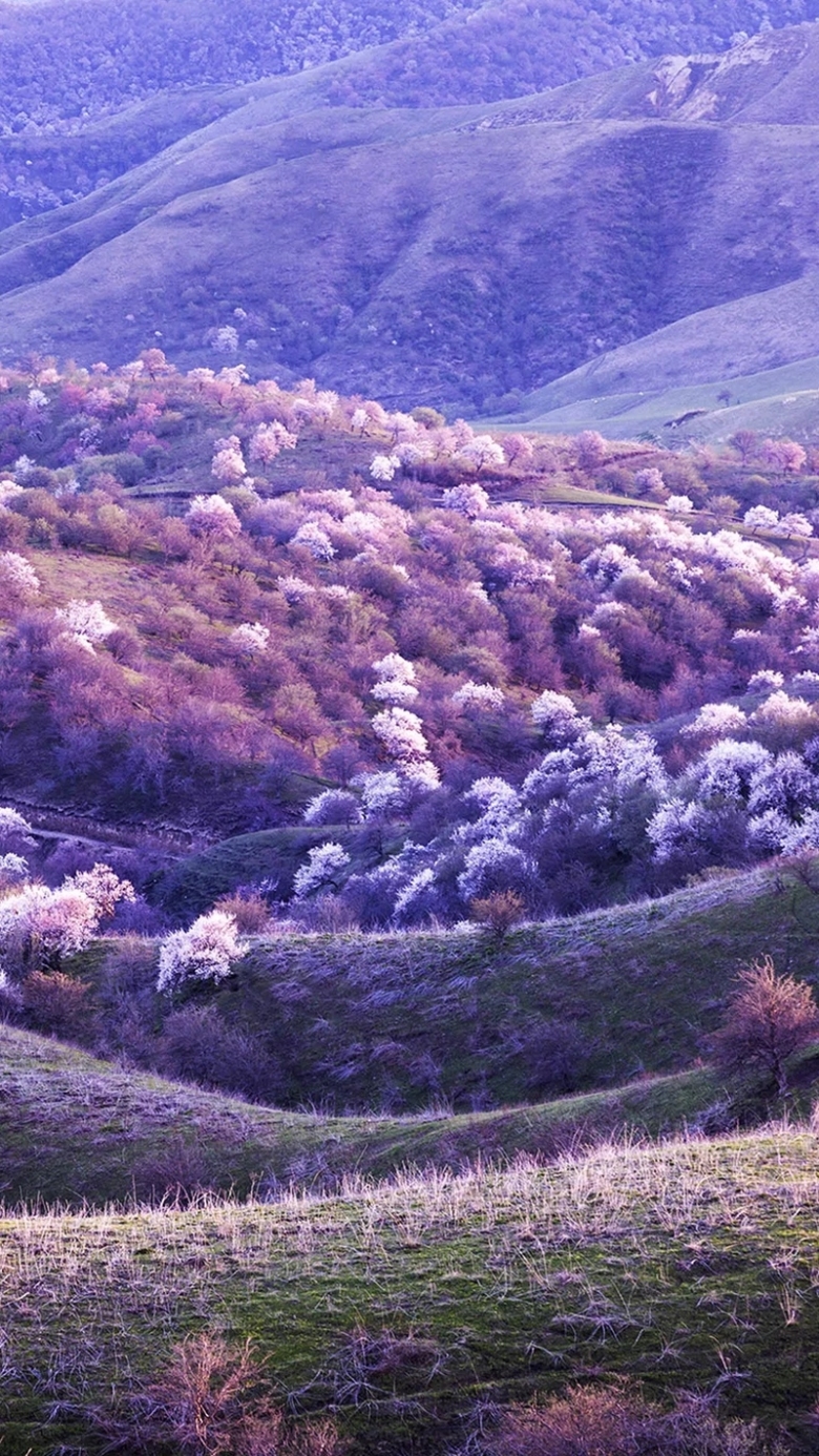 紫色梦幻风景摄影h5背景