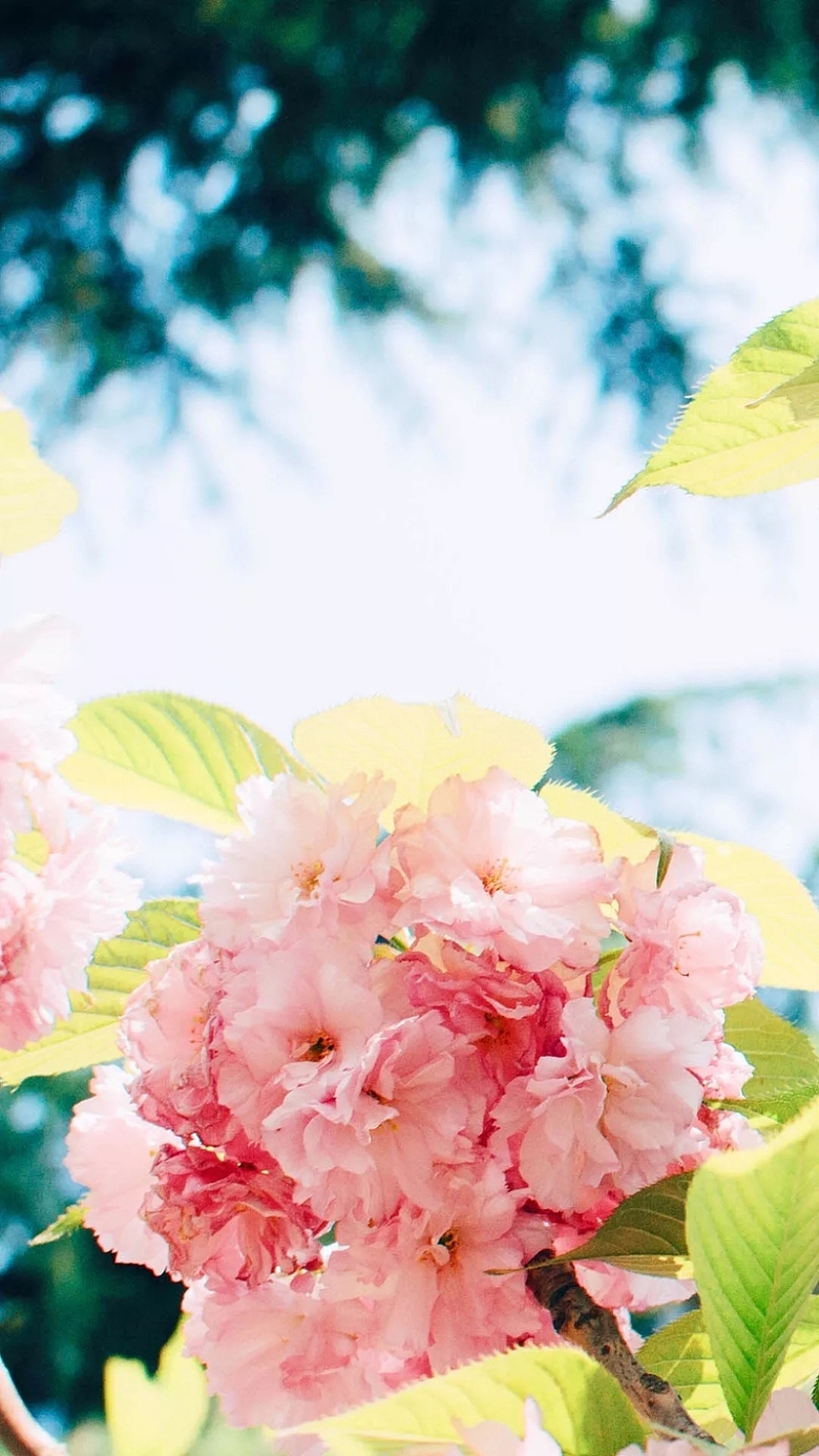 春天粉色盛开花朵H5背景