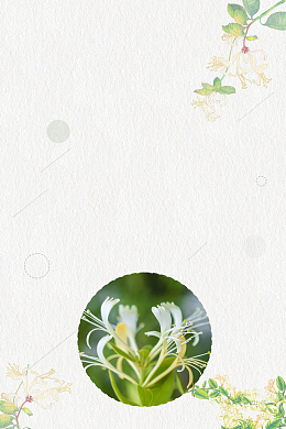 清新金银花药材花茶