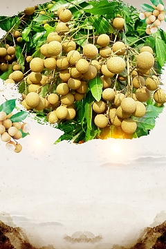 简约水果美味桂圆