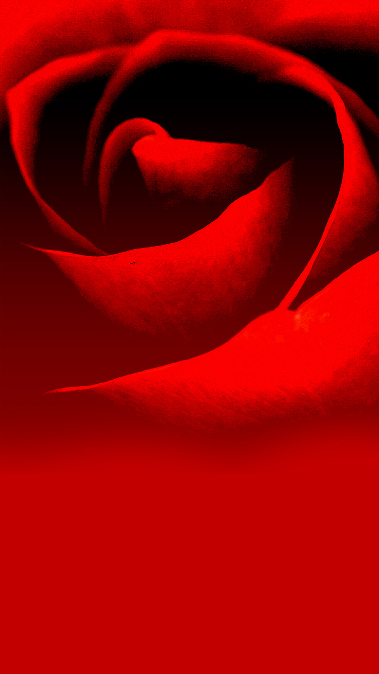 红色大朵玫瑰花H5背景