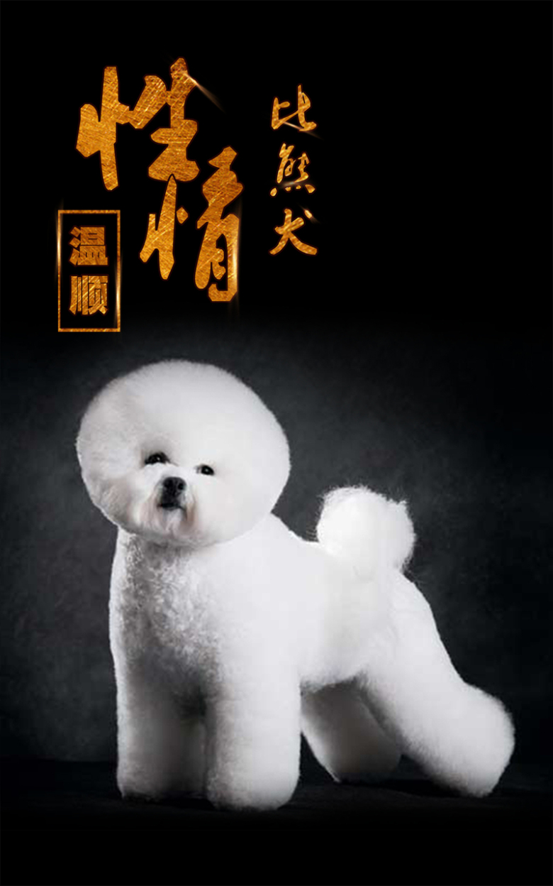 现代比熊犬性情温驯公益海报背景素材免抠素材免费下载 觅元素51yuansu Com