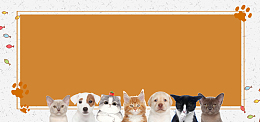 萌宠来袭可爱黄色简约banner