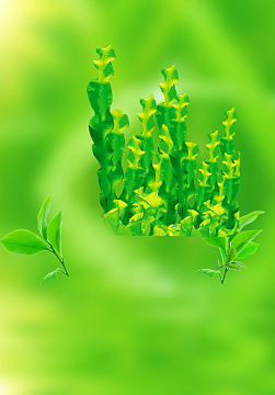 绿茶海藻绿色清新海报背景素材