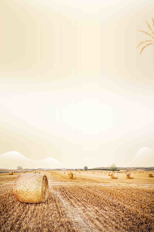 简约二十四节气芒种海报