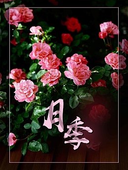 粉色文艺简约鲜花花店月季花宣传广告