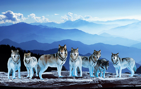 企业文化 狼群 合作 团队psdjpg雪地狼群psd分层h5背景素材psdjpg狼群