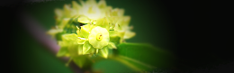枣花蜂蜜海报背景
