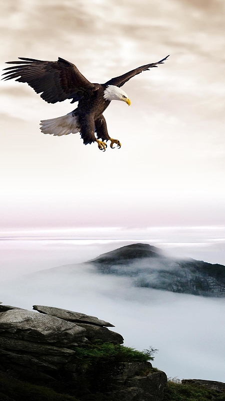 雄鹰展翅海报背景psdjpg雄鹰展翅企业文化背景psdjpg雄鹰长空展翅psd