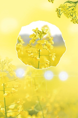 油菜花海报背景素材