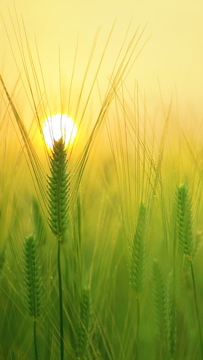 关键词 : 幸福,绿色,金色,阳光,麦穗,文艺,小清新,简约[声明] 觅元素