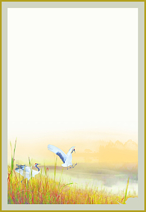 河滩动物背景素材