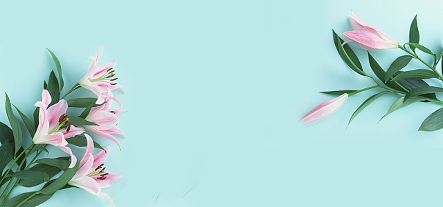 蓝色背景 百合花 清新 素雅背景