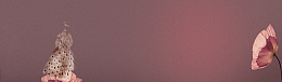 淘宝中年女装背景banner