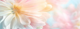 花朵背景 banner