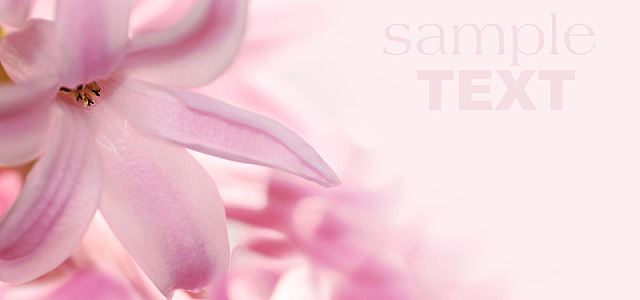 唯美的粉色百合背景