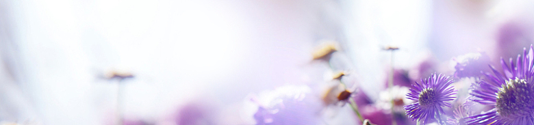 唯美紫色花朵梦幻海报背景