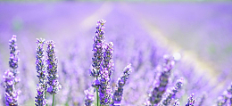小清新薰衣草背景促销banner