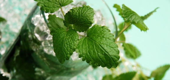 夏季清爽薄荷小清新banner(1920x900)