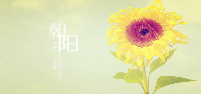 黄色简约向日葵女装banner