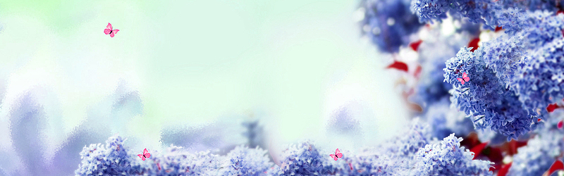 紫色绣球花背景