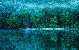 幻境森林背景图
