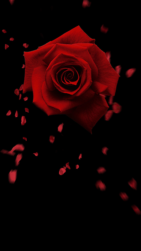 黑色大气浪漫玫瑰花psd分层h5背景素材