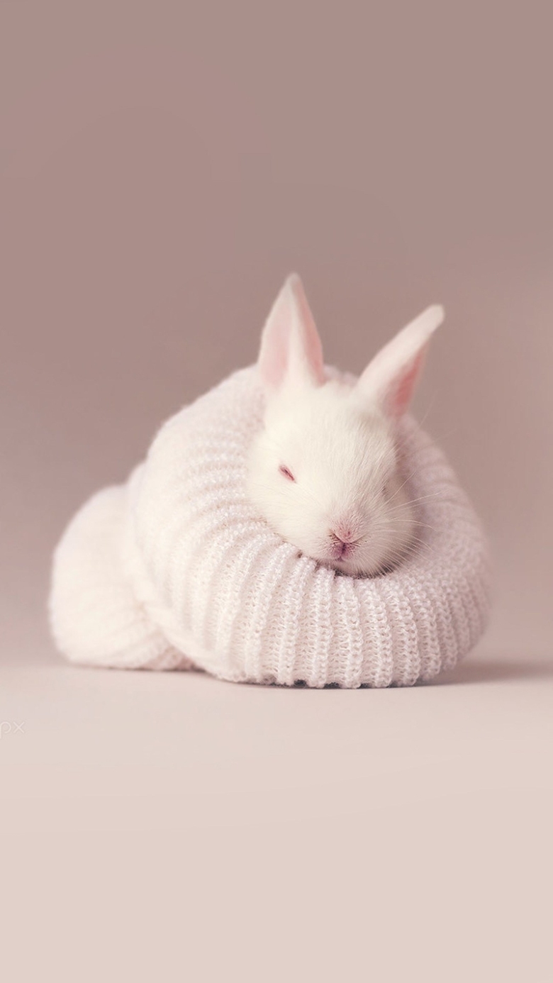 浅色简约白兔子h5背景