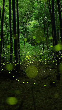 迷幻森林H5背景