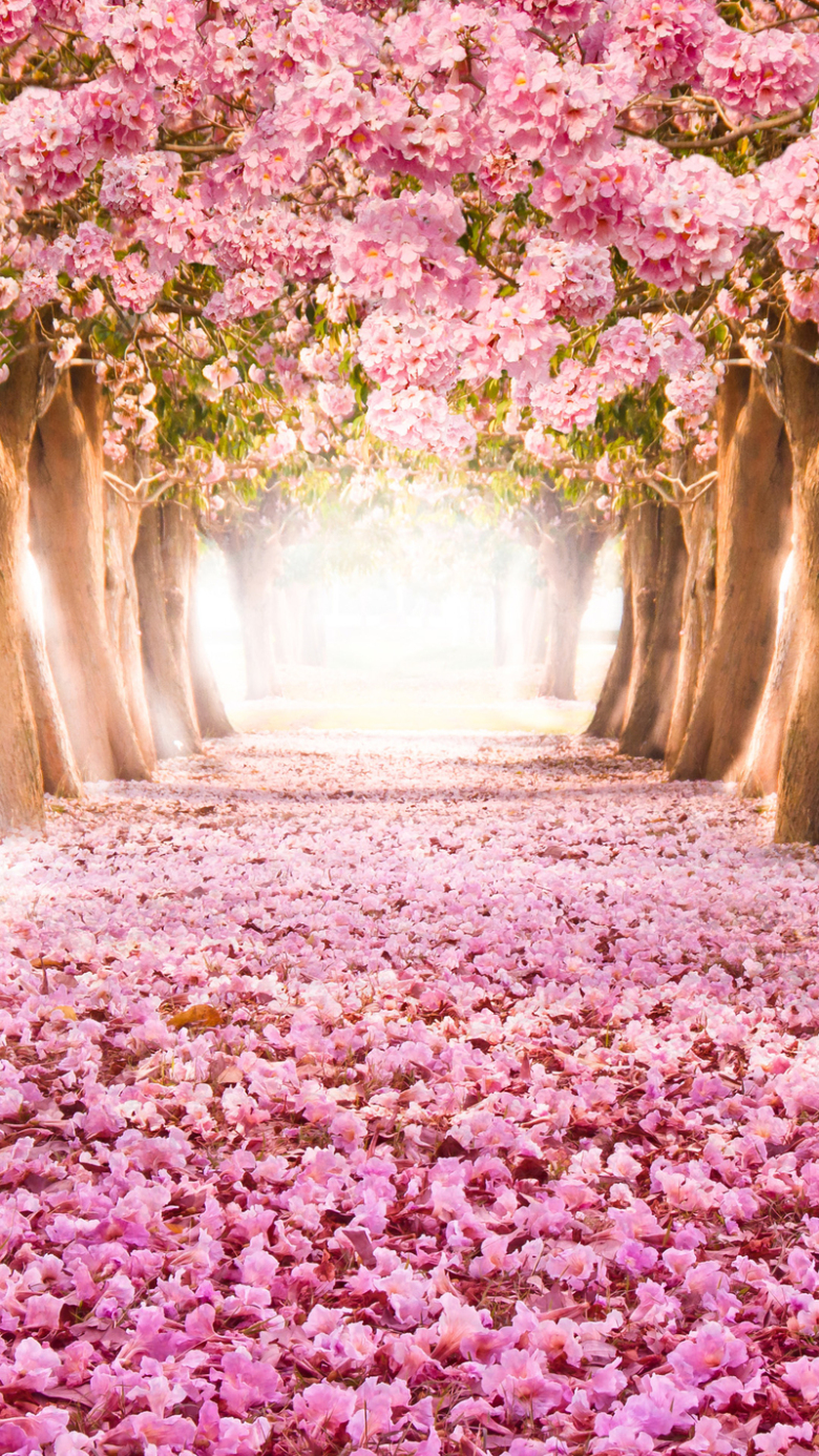 浪漫落花小道h5背景素材